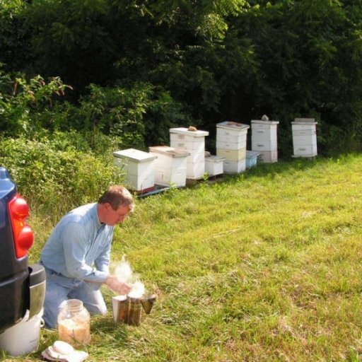 At the bee yard, getting the smoker ready