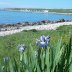 wild iris and fishing cove in Newfoundland