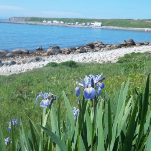 wild iris and fishing cove in Newfoundland