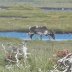 caribou in Newfoundland