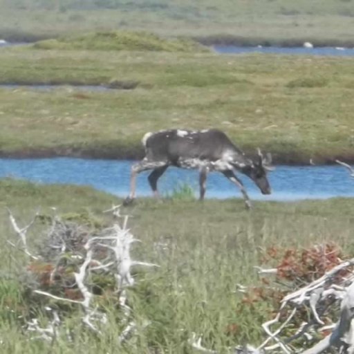 caribou in Newfoundland