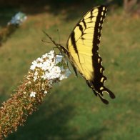 Butterfly`s in my garden