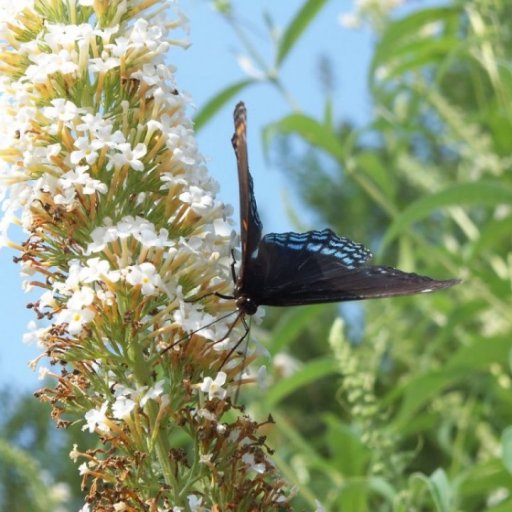 Butterfly`s in my garden