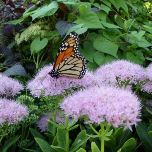 Monarch Butterfly