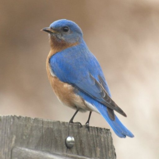 Papa Bluebird