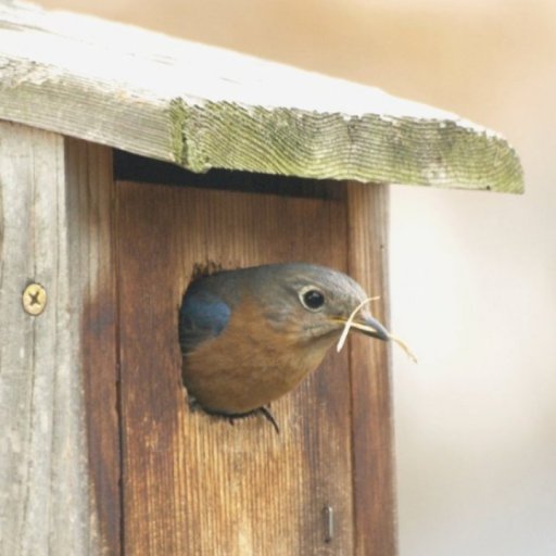 Mama bluebird