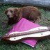 Merlim and the dulcimer