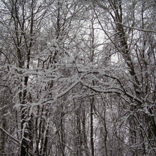 Just a nice pic of snow covered trees