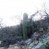 Cacti on the rocks