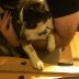 Mr. Pickles Learns to Play the Dulcimer