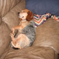 Trio sleeping on sofa