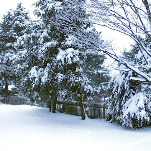 Backyard Winter