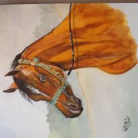 Arabian horse head