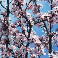 plum blossoms