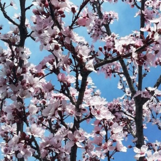 plum blossoms