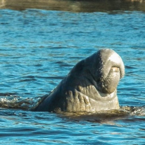 Manatee2