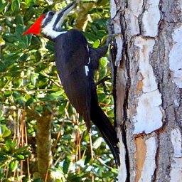 Pileated Woodpecker.JPG.jpg