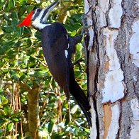 Pileated Woodpecker