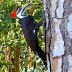 Pileated Woodpecker