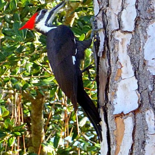 Pileated Woodpecker