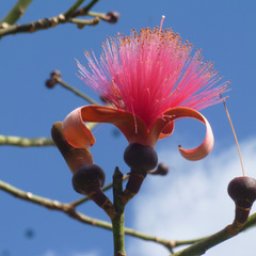 Shaving Brush Tree blossom-001.JPG.jpg