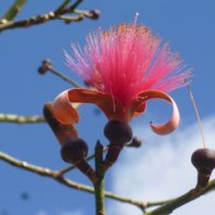 Shaving Brush Tree blossom-001