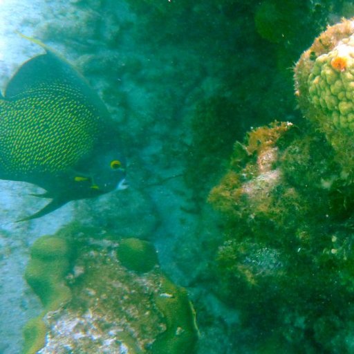 Snorkeling