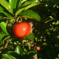 barbados cherry 2