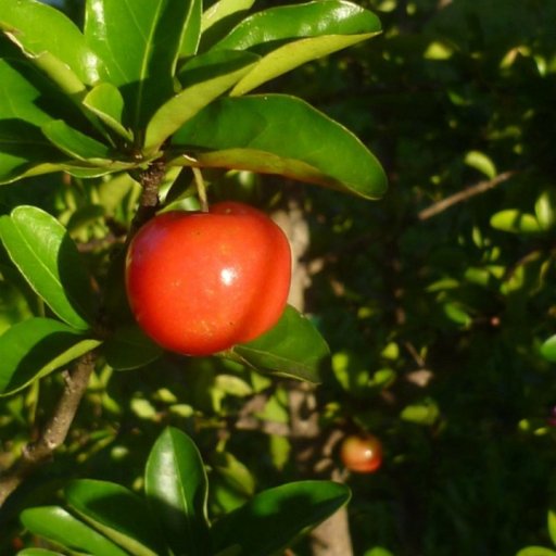 barbados cherry 2