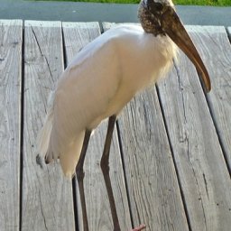 WoodStork.jpg