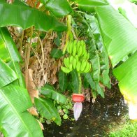 Banana Flower