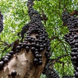 Jaboticaba fruit.jpg