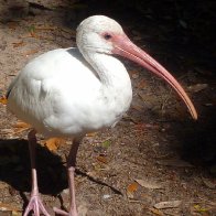 Ibis Lunch Buddy