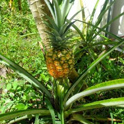 Growing Pineapple.JPG.jpg