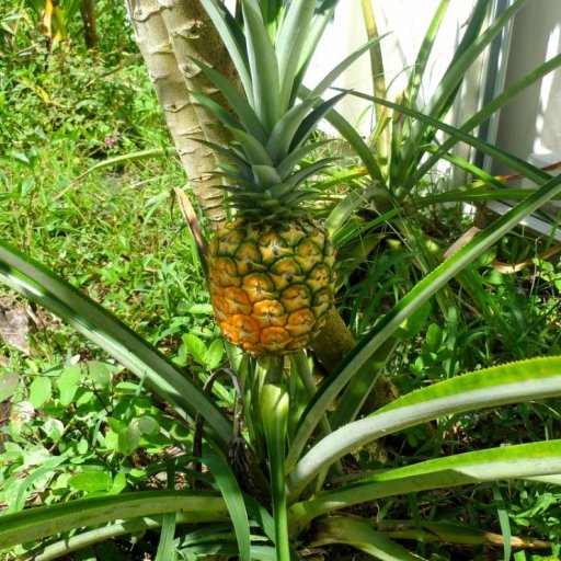 Growing Pineapple