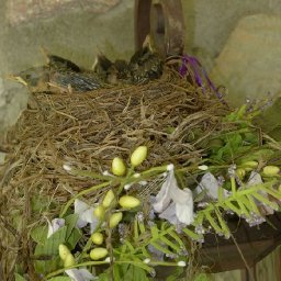 baby birds 1.jpg