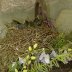 baby birds 1
