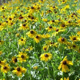 blackeyed susan.jpg