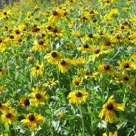 blackeyed susan