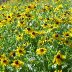 blackeyed susan