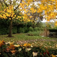 Tasma Front Garden