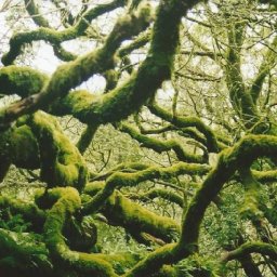 moss covered tree in Muir Woods.jpg