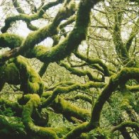 moss covered tree in Muir Woods.jpg