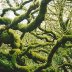 mossy tree in Muir Woods