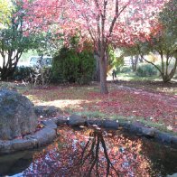 The Pond at Tasma House