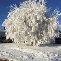 Hoar frost Jan 10 2016