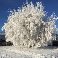 Hoar frost Jan 10 2016.jpg