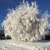 Hoar frost Jan 10 2016