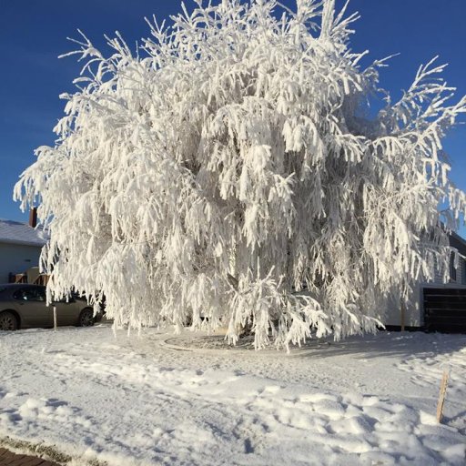 Hoar frost Jan 10 2016