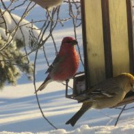 Pine Grosbeaks Jan 24 2016